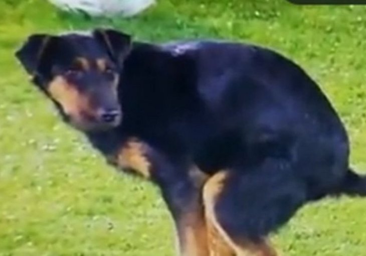 ВИДЕО Комична сцена од Белград – куче двапати направи шоу на теренот